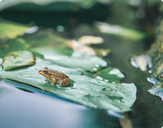 農村生活污水治理