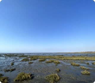 人工濕地，人工濕地建設