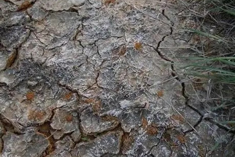 土壤重金屬污染現(xiàn)狀分析