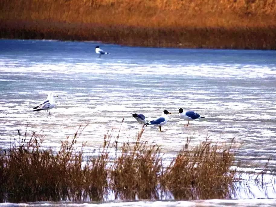 良好的濕地環境 良好的濕地環境