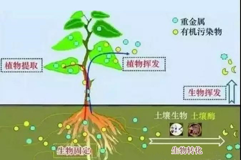 微生物修復技術_土壤修復_土壤治理 微生物修復技術_土壤修復_土壤治理